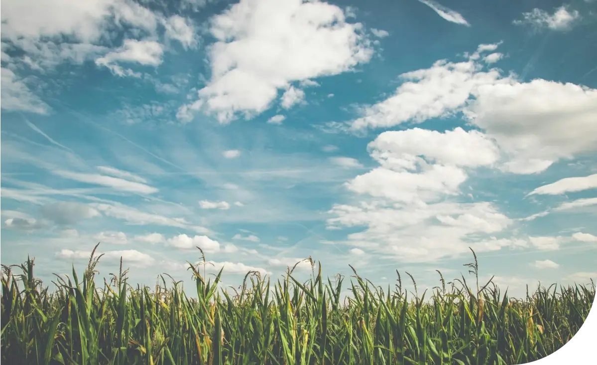 A lush green cornfield stretches under a bright blue sky adorned with white clouds and wispy contrails.